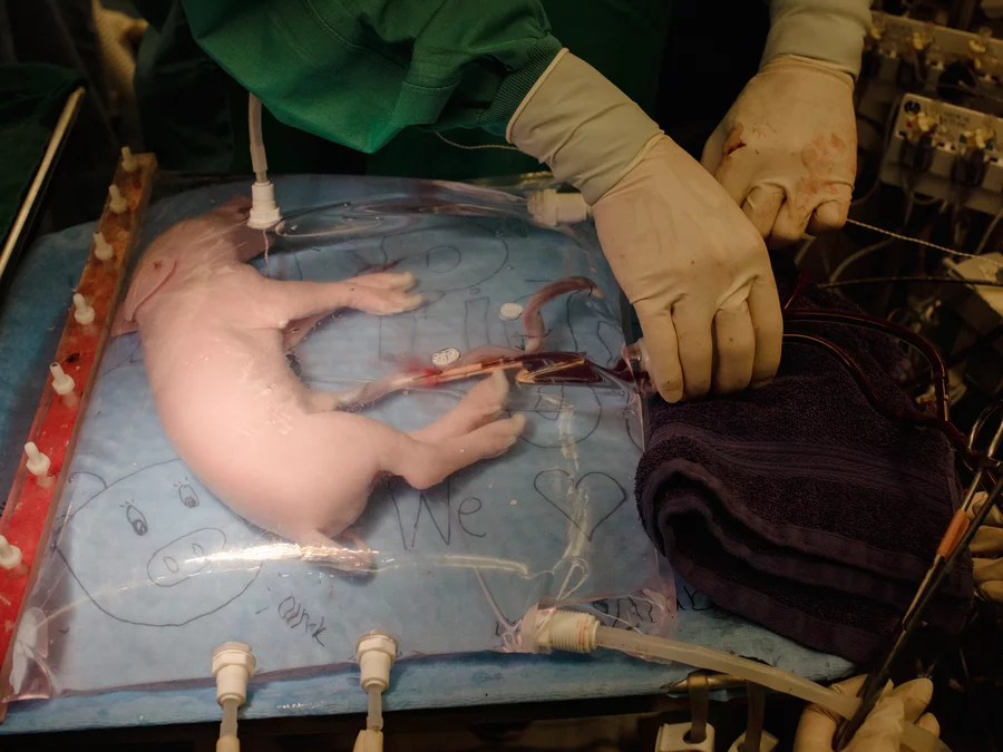 Pig Baby in Artificial Womb