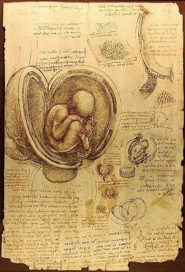 Da Vinci's Fetus in Womb
