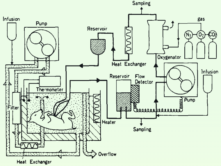 Extrauterine Fetal Incubation System